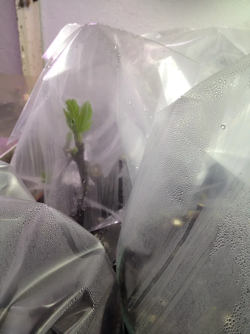Create warm, covered conditions without trapping mold