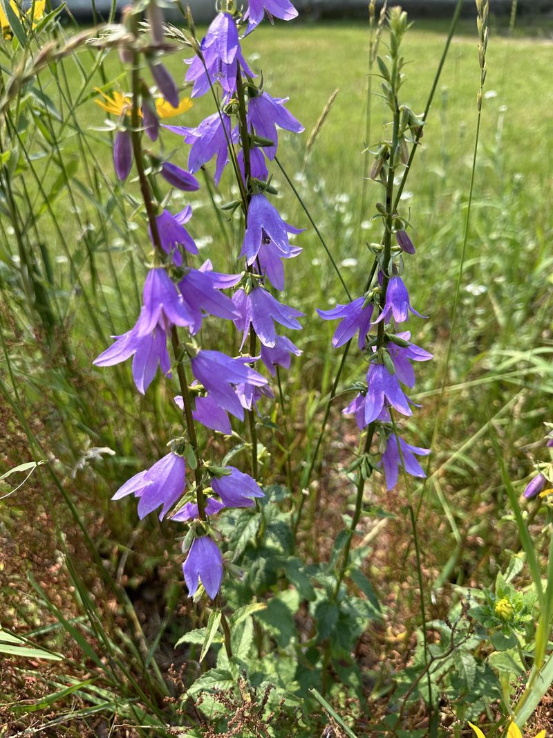 Creeping Bellflower Creeping Bellflower