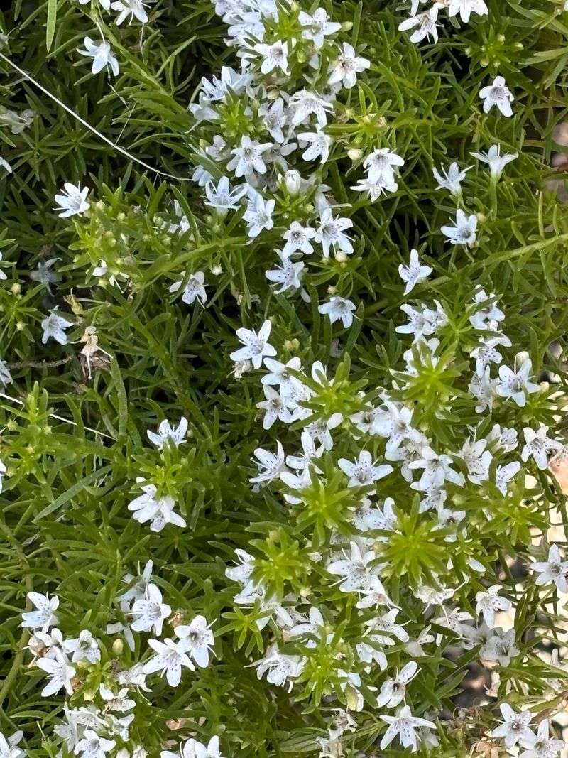 Creeping Boobialla Closes Every Bare Patch