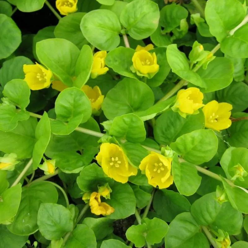 Creeping Jenny (Lysimachia Nummularia) Creeping Jenny (Lysimachia Nummularia)