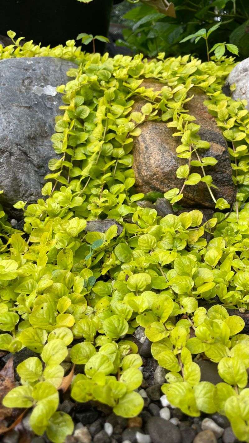 Creeping Jenny