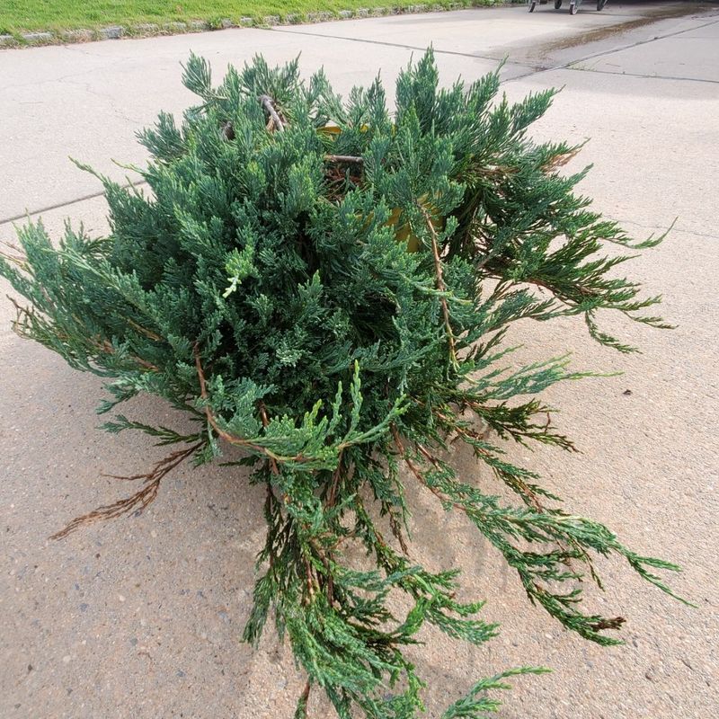 Creeping Juniper Hides A Prickly Hideaway Creeping Juniper Hides A Prickly Hideaway