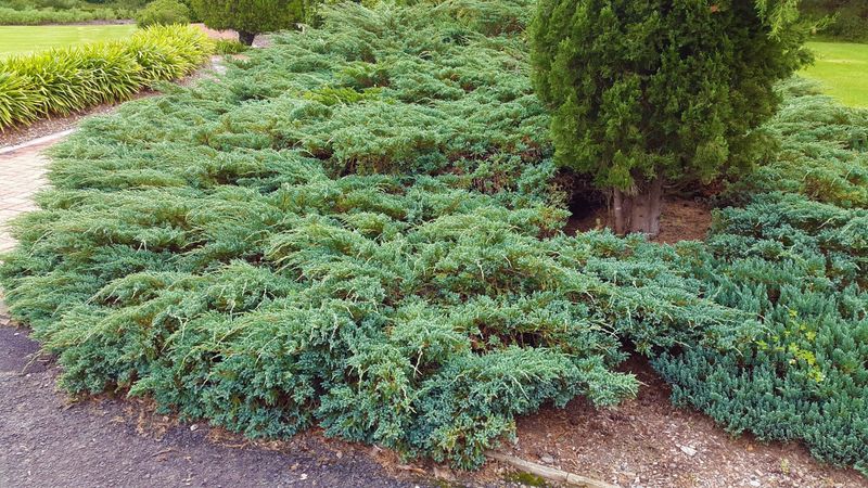 Creeping Juniper in Wisconsin Creeping Juniper in Wisconsin