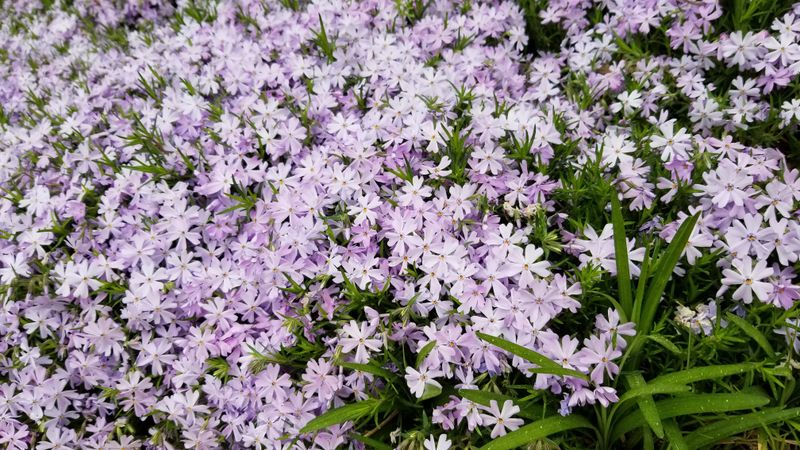 Creeping Phlox Knits Shady Ground Together