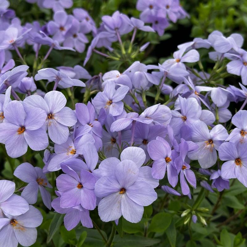 Creeping Phlox (Phlox Stolonifera) Creeping Phlox (Phlox Stolonifera)