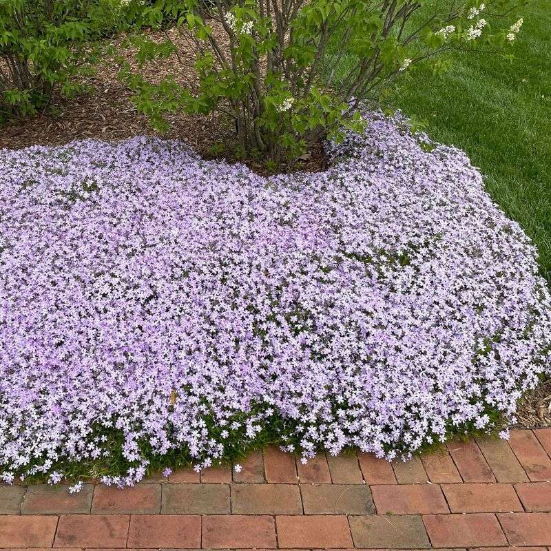 Creeping Phlox (Phlox Stolonifera)