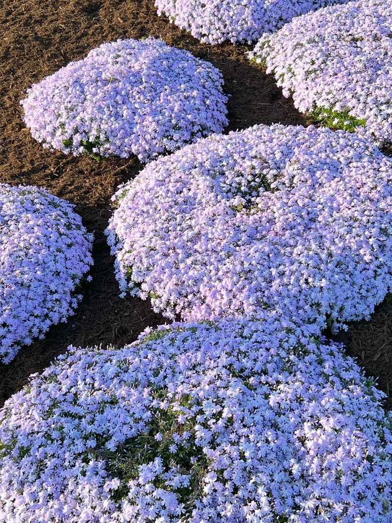 Creeping Phlox (Phlox Subulata) Creeping Phlox (Phlox Subulata)