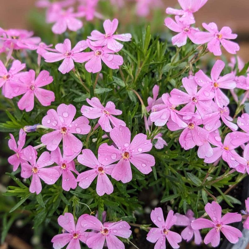 Creeping Phlox (Phlox Subulata) Creeping Phlox (Phlox Subulata)