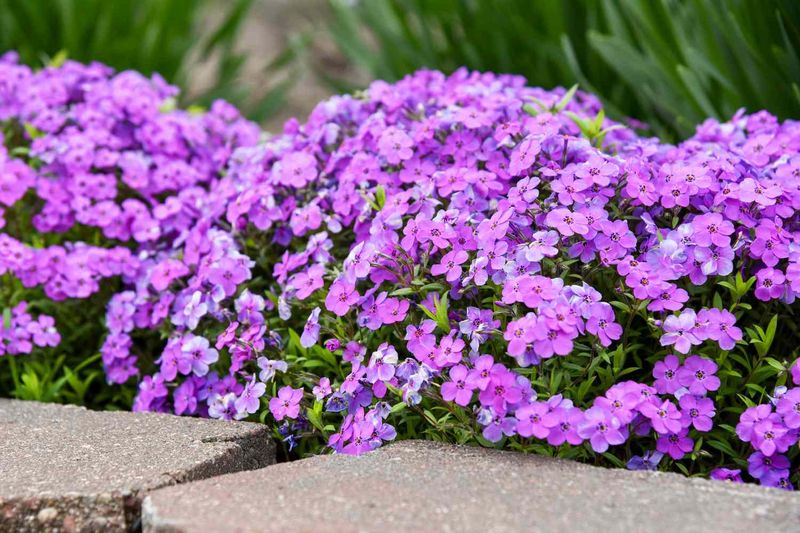 Creeping Phlox (Phlox subulata)