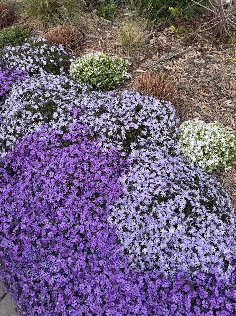 Creeping Phlox Works In Partial Shade