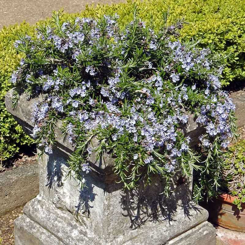 Creeping Rosemary for Arizona Slopes