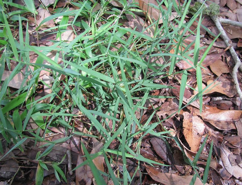 Creeping Stems Help It Form A Low Ground Cover