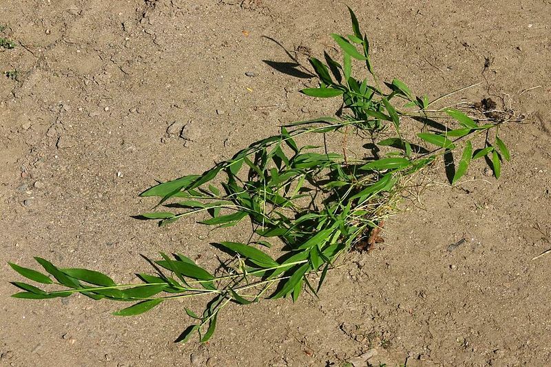 Creeping Stems Help New Roots Form Along The Ground
