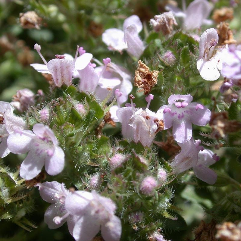 Creeping Thyme Does Not Prove Pest Control or Guaranteed Pollinator Benefits