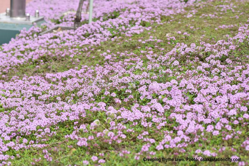 Creeping Thyme Skips The Leaf Cleanup Entirely