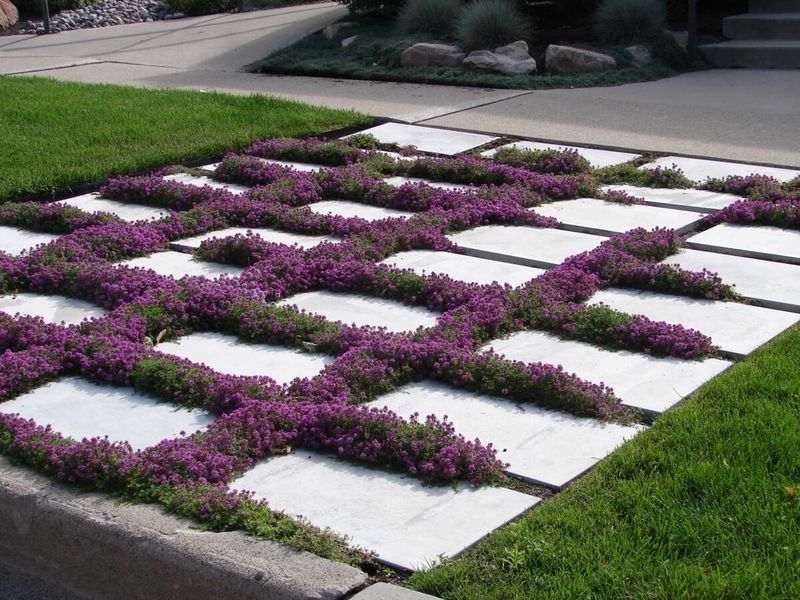 Creeping Thyme (Thymus serpyllum, Thymus praecox)