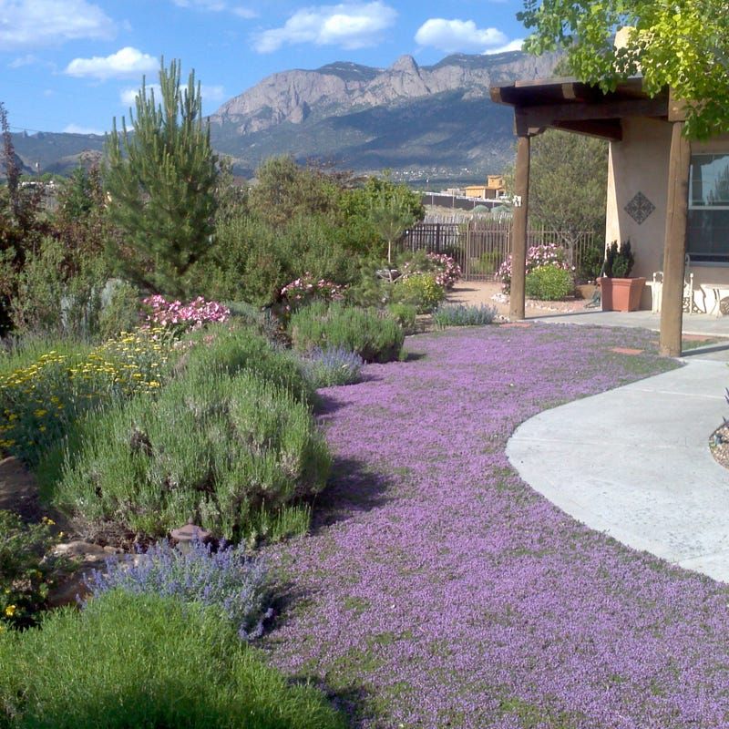 Creeping Thyme Works Better as a Selective Ground Cover Than a Universal Lawn