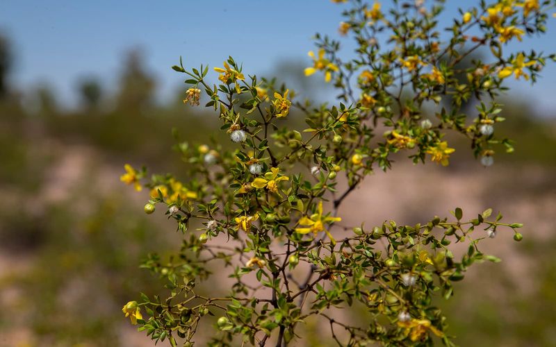 Creosote Bush (Larrea tridentata)