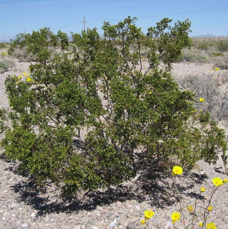 Creosote Bush (Larrea tridentata) Creosote Bush (Larrea tridentata)