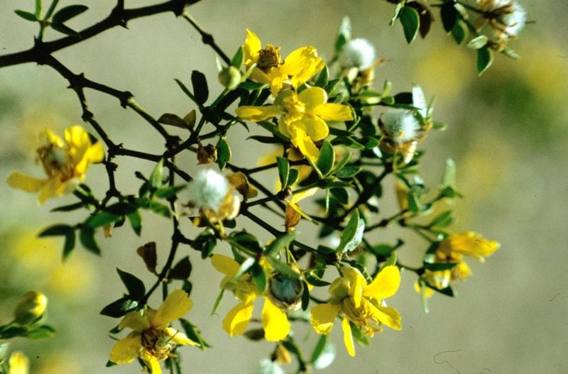 Creosote Bush (Larrea tridentata) Creosote Bush (Larrea tridentata)