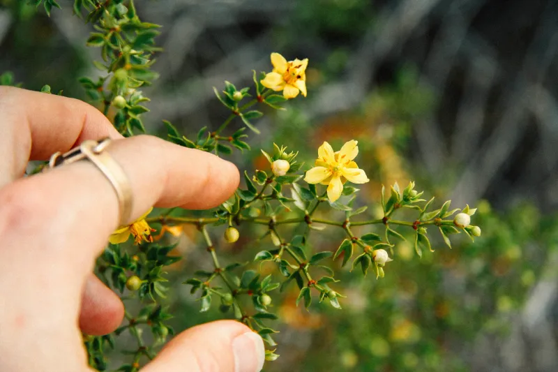 Creosote Bush