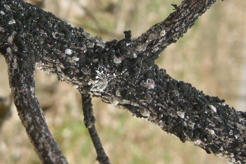 Crepe Myrtle Bark Scale Arrived And Became Established
