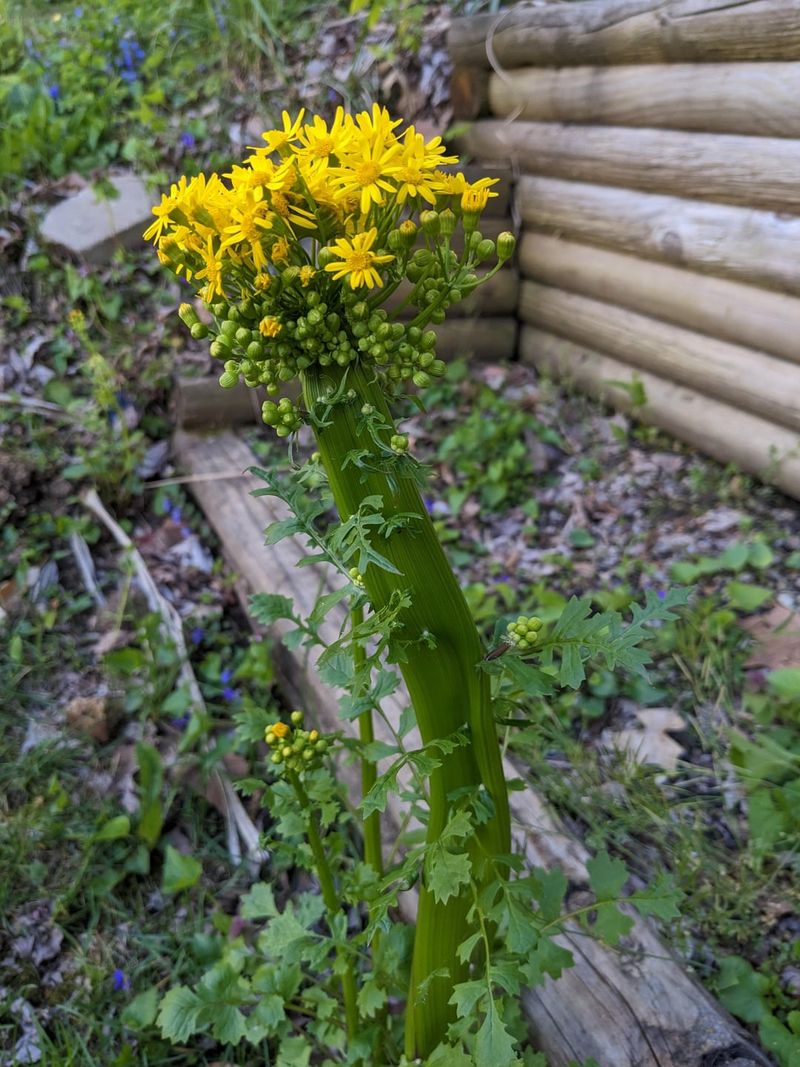 Cressleaf Groundsel Threatens Grazing Animals
