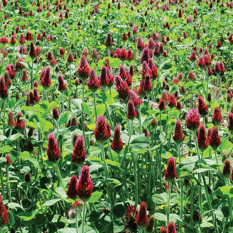Crimson Clover Adds Cover And Organic Matter