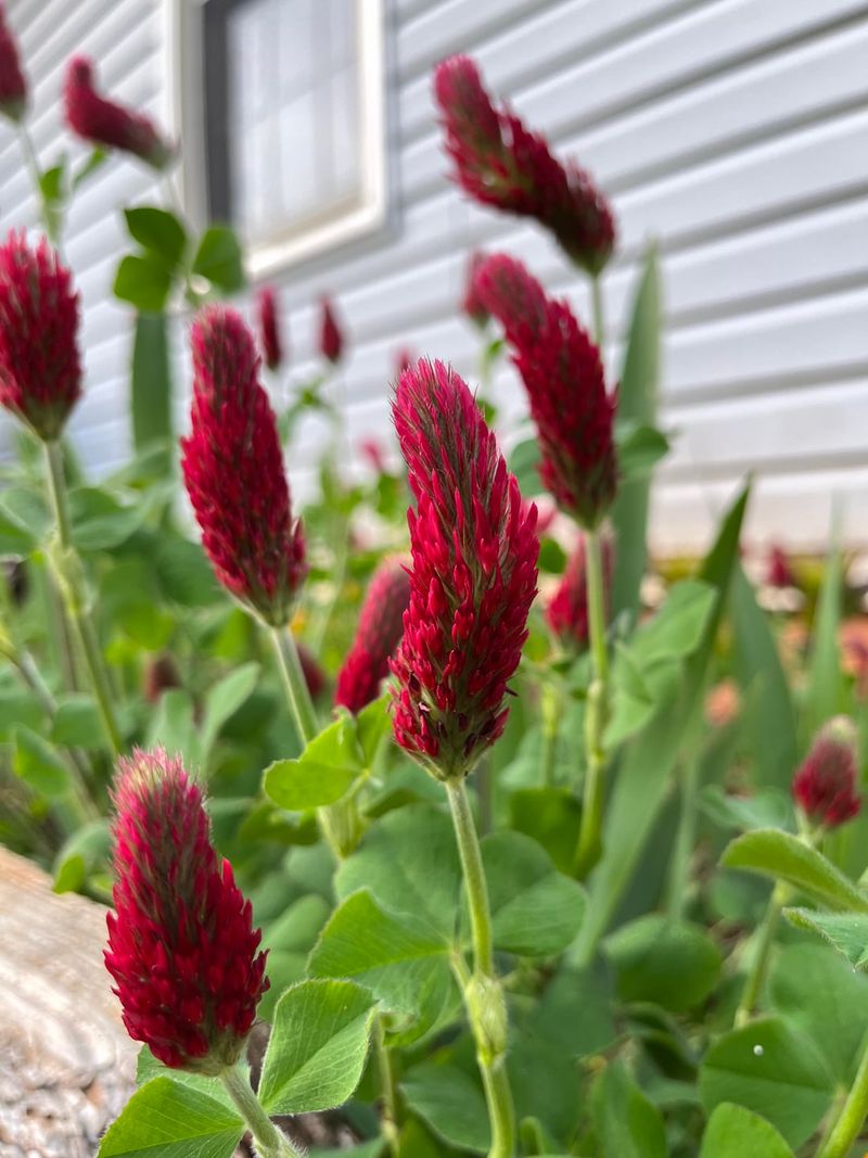 Crimson Clover Adds Nitrogen To Garden Soil Crimson Clover Adds Nitrogen To Garden Soil