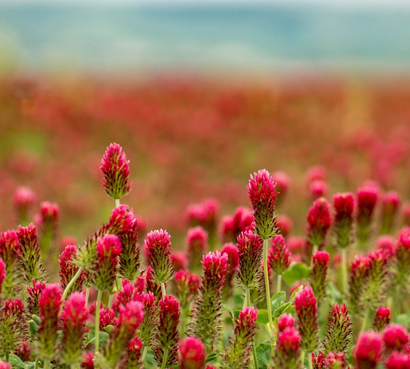Crimson Clover Feeds Your Soil Over Winter Crimson Clover Feeds Your Soil Over Winter