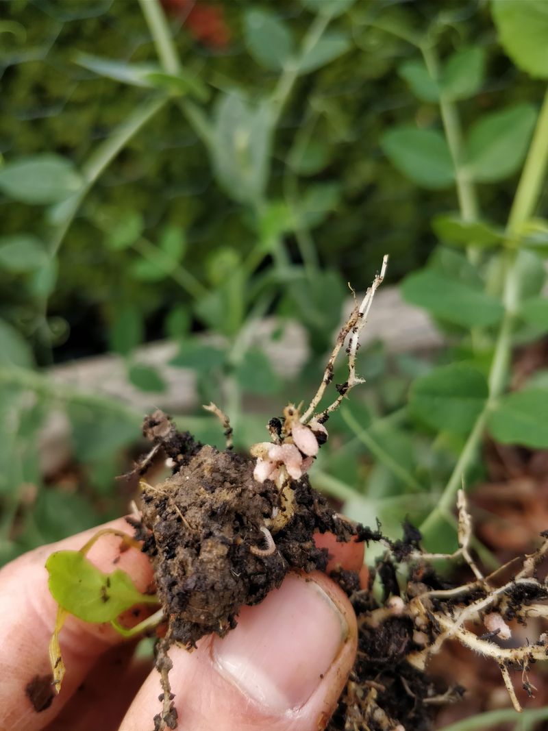 Crimson Clover Fixes Nitrogen For Free