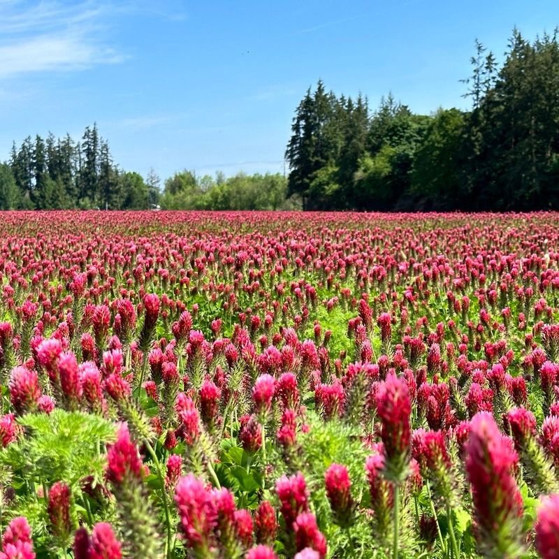 Crimson Clover Paints The Garden With Nitrogen