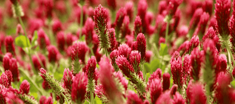 Crimson Clover Protects Bare Soil Through Winter