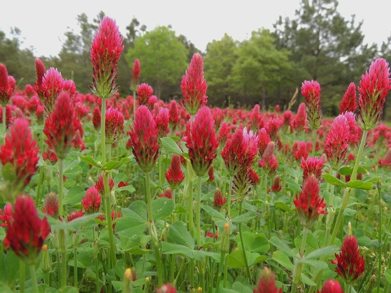 Crimson Clover Crimson Clover