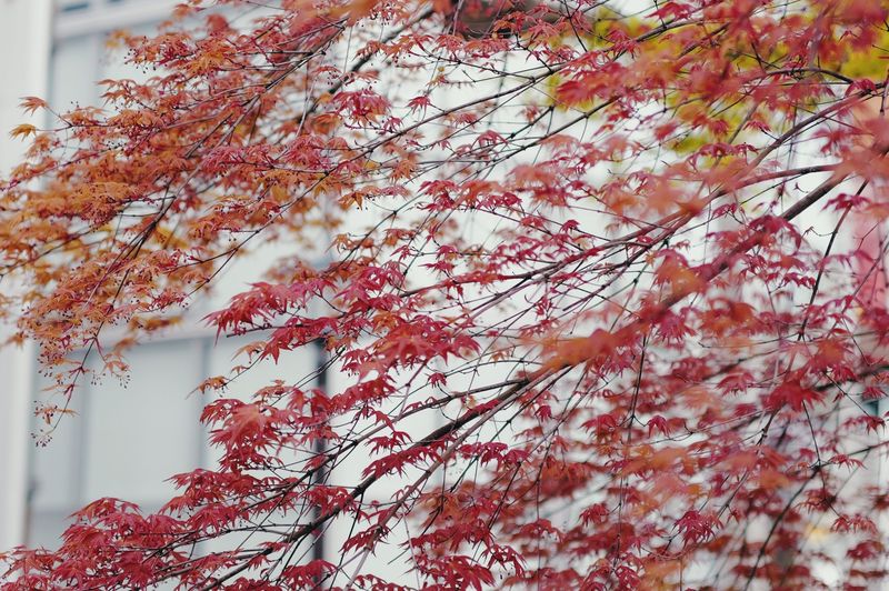 Crimson Queen Japanese Maple For Weeping Elegance Crimson Queen Japanese Maple For Weeping Elegance
