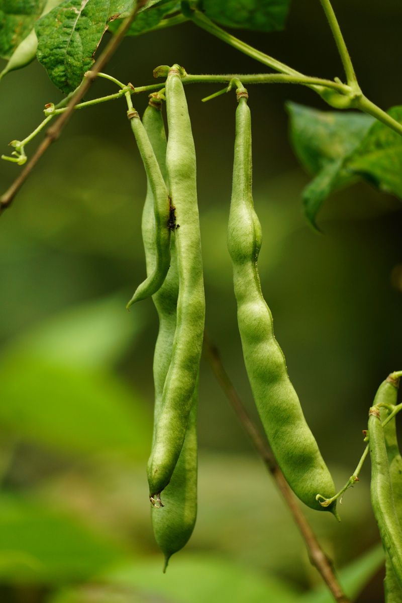 Crisp Green Beans Dangling From The Trellis