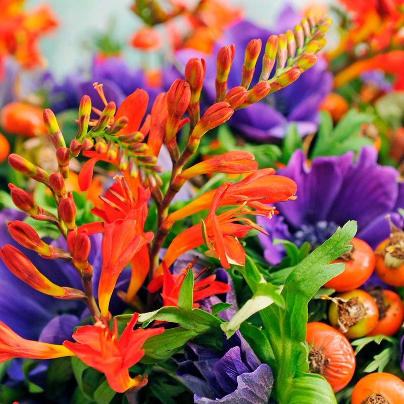Crocosmia Pops Against Purple Verbena