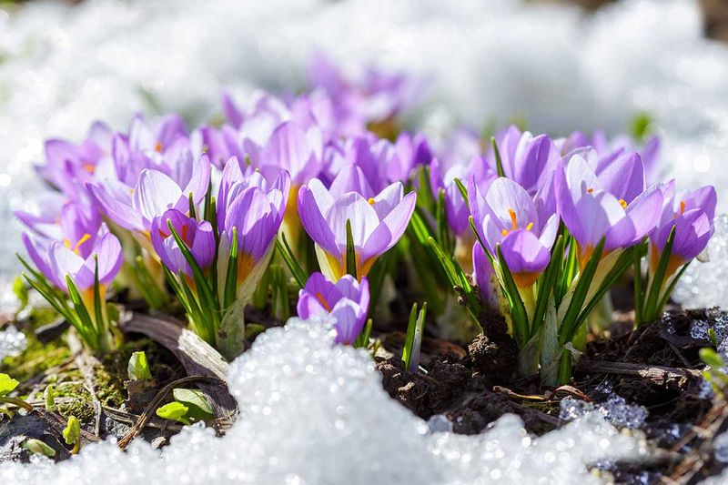 Crocus