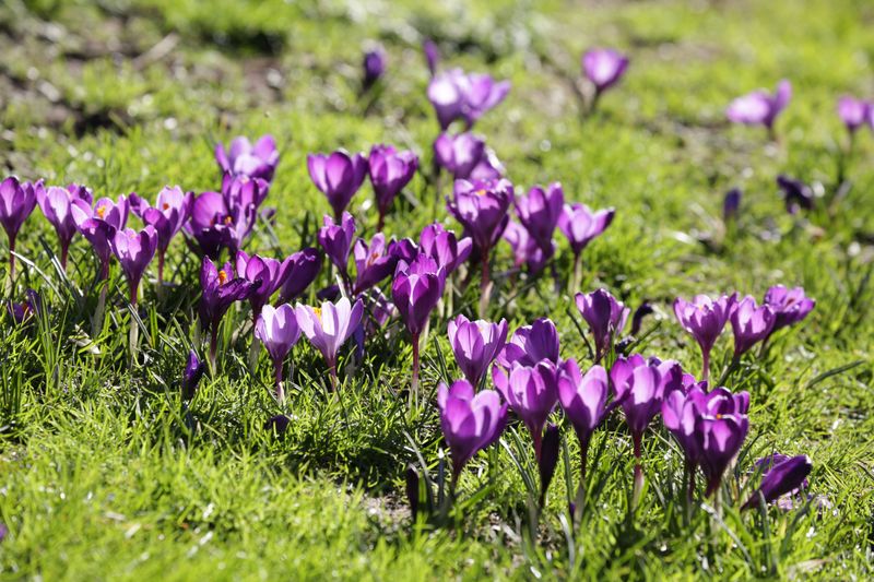 Crocus Brings Bright Color Before Spring Arrives Crocus Brings Bright Color Before Spring Arrives