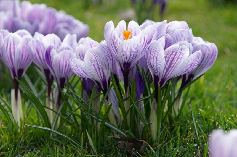 Crocus Brings Early Cheer To Oregon Lawns Crocus Brings Early Cheer To Oregon Lawns