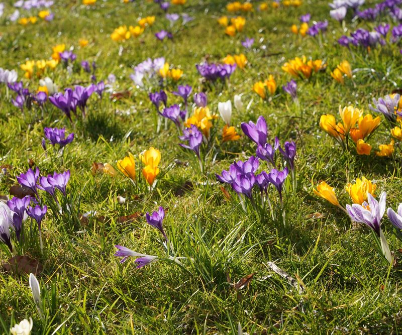 Crocus (Species Crocus) Crocus (Species Crocus)
