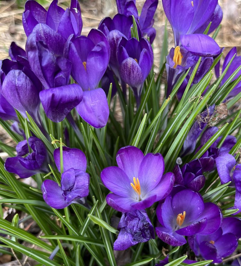 Crocuses Deliver Some Of The Earliest Spring Blooms Crocuses Deliver Some Of The Earliest Spring Blooms
