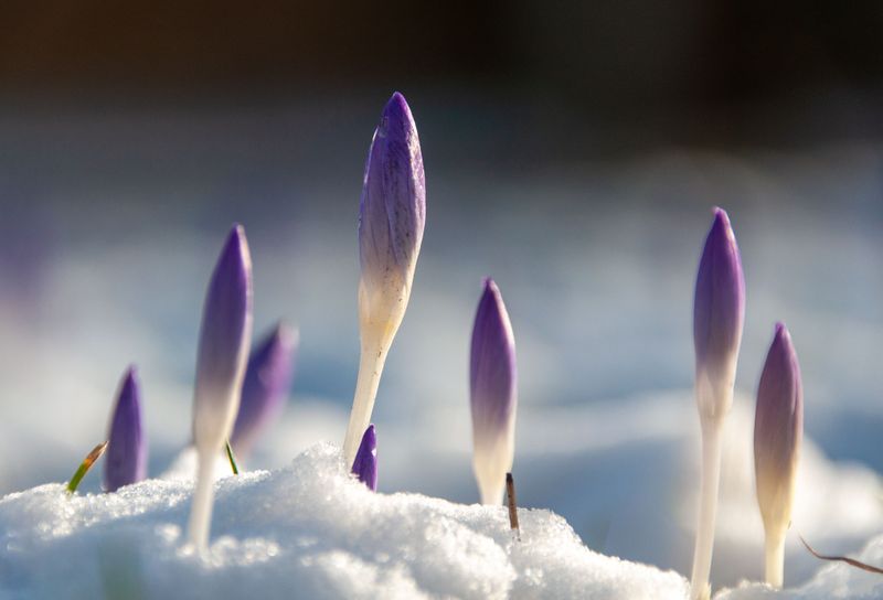 Crocuses Wake Up At Winter's End Crocuses Wake Up At Winter's End
