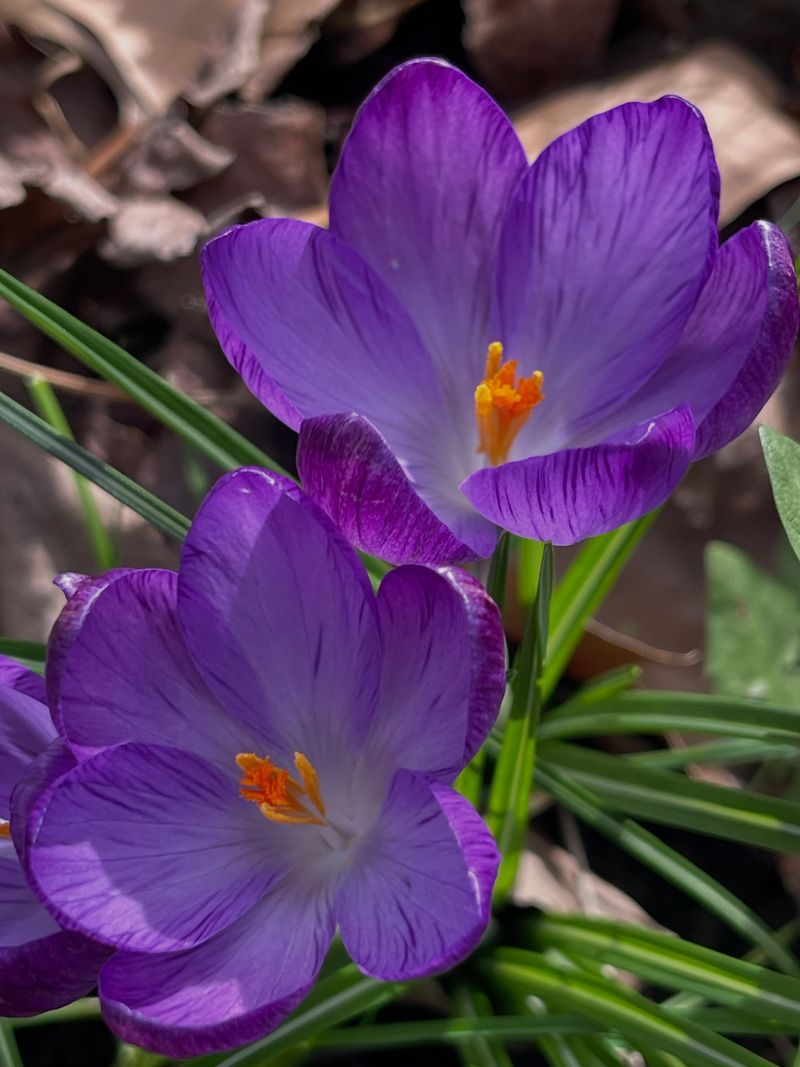 Crocuses Crocuses