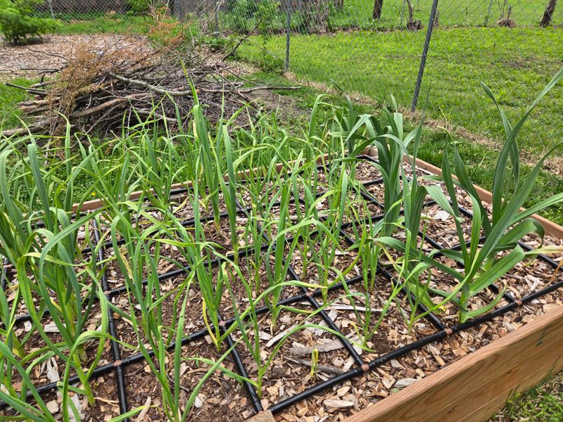 Crop Rotation And The Onion Family Trap Crop Rotation And The Onion Family Trap