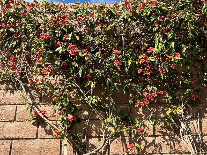 Crossvine Is The Vine To Know