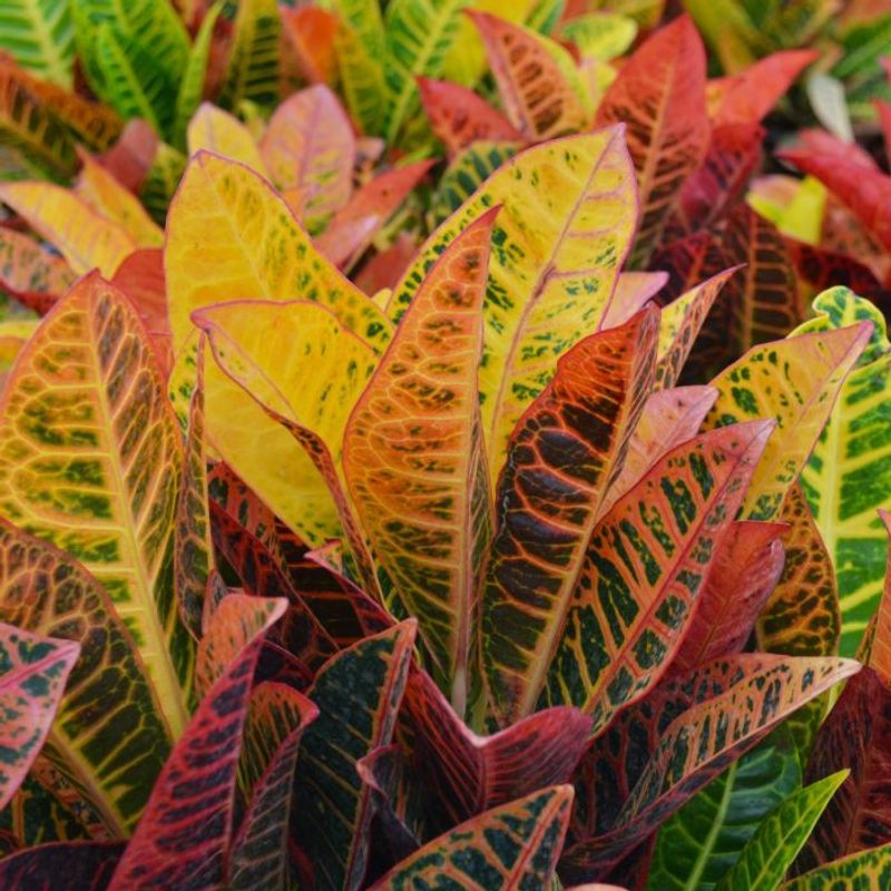 Croton