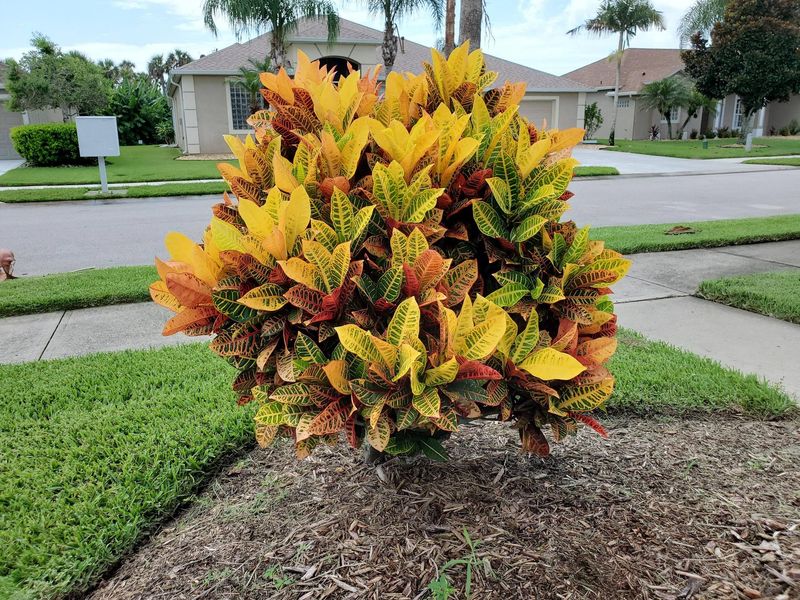 Croton Croton