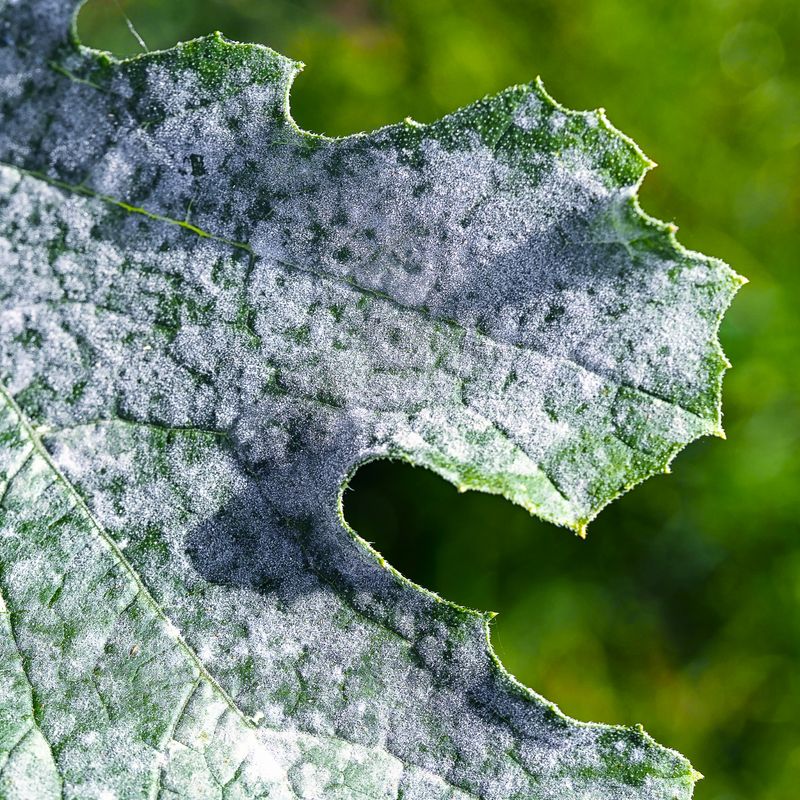 Crowded Beds Invite Powdery Mildew Crowded Beds Invite Powdery Mildew