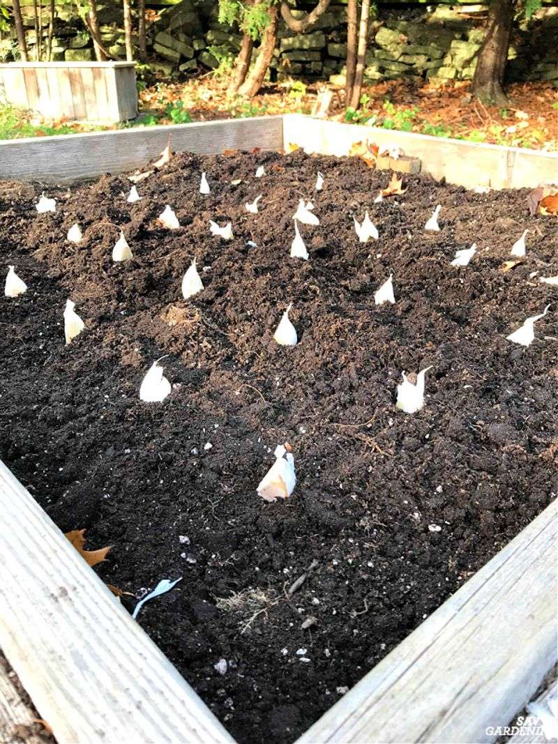Crowded Cloves Compete For Limited Space